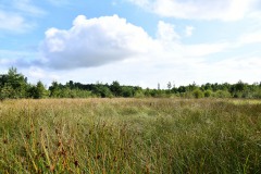 Nr.-215-Moor-Impressionen