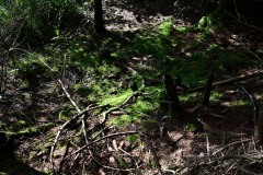 Nr.-216-Moor-Impressionen