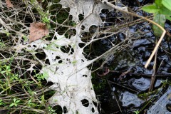 Nr.-225-Abgestorben-Moor