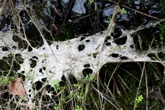 Nr.-226-Moor-abgetorben