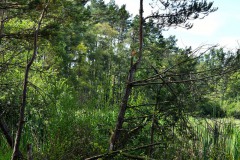 Nr.-228-Engelmannsteich