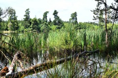 Nr.-229-Engelmannsteich