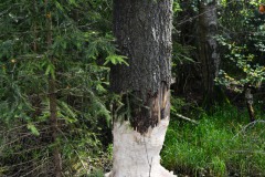 Nr.-230-Engelmannsteich