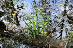 Nr.-231-Engelmannsteich