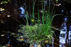 Nr.-232-Engelmannsteich