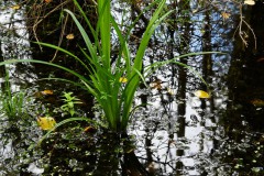 Nr.-234-Engelmannsteich