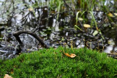 Nr.-235-Engelmannsteich