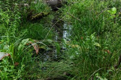 Nr.-236-Engelannsteich