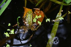 Nr.-237-Engelmannsteich