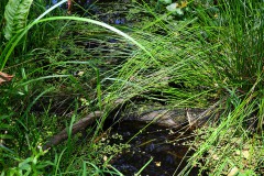 Nr.-238-Engelmannsteich