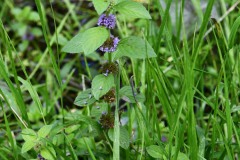 Nr.-239-Engelmannsteich-Minze