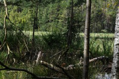 Nr.-240-Engelmannsteich