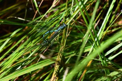 Nr.-241-Engelmannsteich