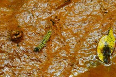 Nr.-242-Engelmannsteich