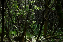 Nr.-243-Engelmannsteich