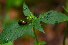 Nr.-244-Engelmannsteich