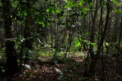 Nr.-245-Engelmannsteich