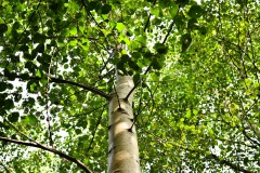 Nr.-246-Engelmannsteich