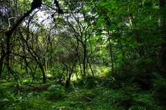 Nr.-247-Engelmannsteich