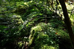 Nr.-248-Engelmannsteich