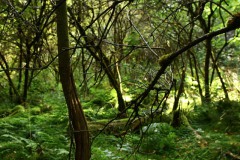 Nr.-249-Engelmannsteich