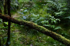 Nr.-250-Engelmannsteich