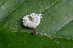 Nr.-251-Engelmannsteich