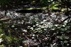 Nr.-252-Engelmannsteich