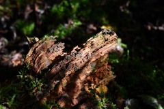 Nr.-253-Engelmannsteich