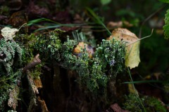 Nr.-254-Engelmannsteich