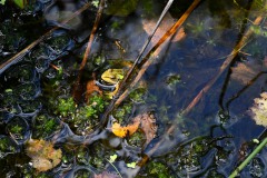 Nr.-255-Engelmannsteich