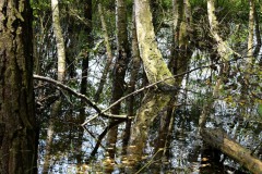 Nr.-256-Engelmannsteich