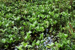 Nr.-257-Engelmannsteich