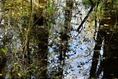 Nr.-258-Engelmannsteich