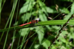 Nr.-259-Engelmannsteich