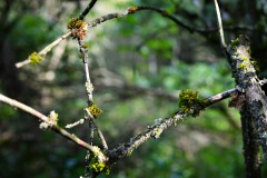 Nr.-262-Bilderrahmen-Engelmannsteich