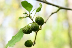 Nr.-263-Erlenzapfen-Engelmannsteich