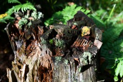 Nr.-263-Wurzel-Engelmannsteich