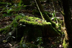 Nr.-264-Wurzel-Engelmannsteich-Flechten