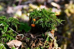 Nr.-266-Engelmannsteich