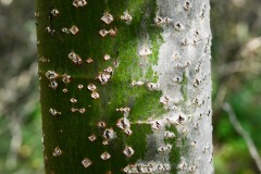 Nr.-267-Rinde-Pappel