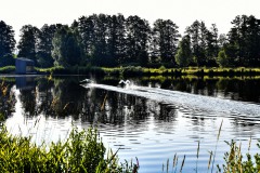 Nr.-268-Schwaene-Fischhof