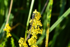 Nr.-269-Libelle-auf-Labkraut-im-Fischhofpark