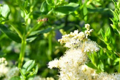 Nr.-270-Schwebefliege-Fischhof