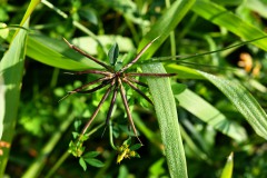 Nr.-271-Samen-Gartenschau