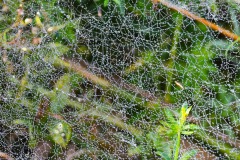 Nr.-272-Spinnennetz-Fischhof