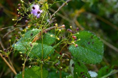 Nr.-273-Tau-Fischhof