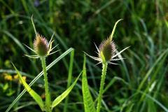 Nr.-274-Wilde-Karde-Distel