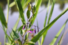 Nr.-276-Bittersuesser-Nachtschatten
