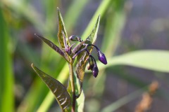 Nr.-277-Bittersuesser-Nachtschatten